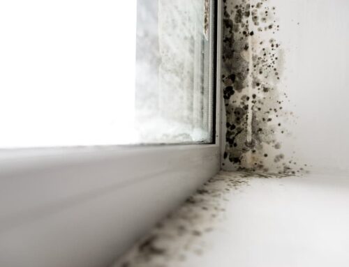 Mold vs. Mould and Black Mold: What’s the Difference