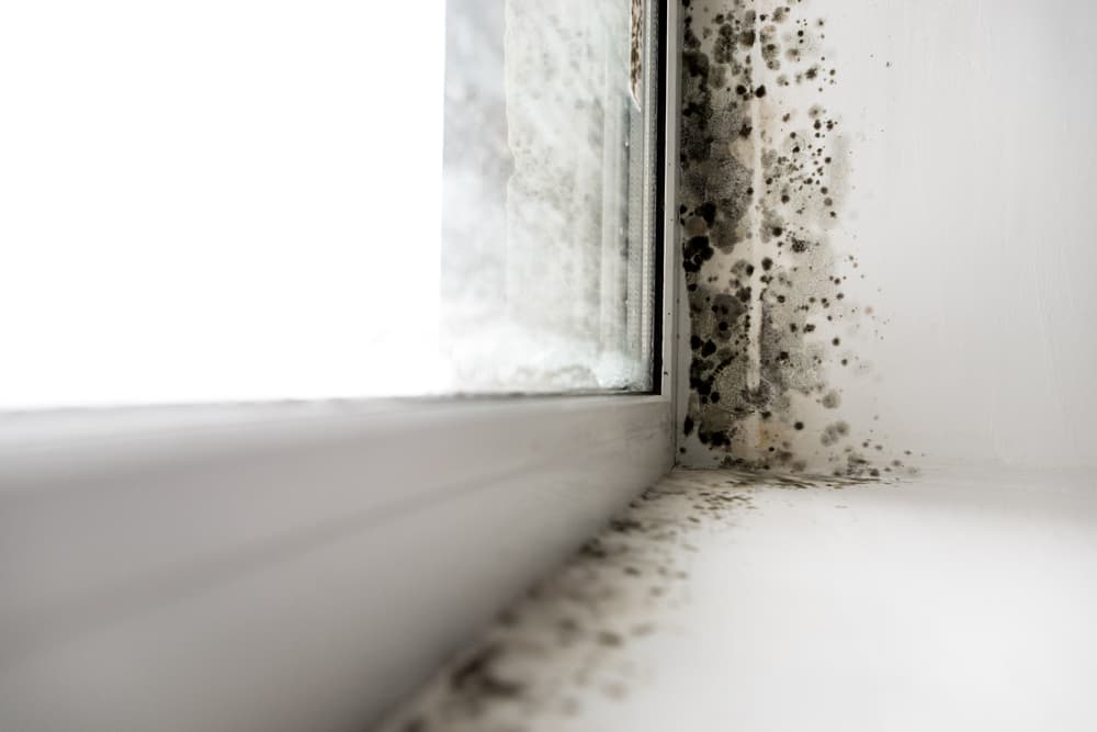 Mold vs. Mould and Black Mold
