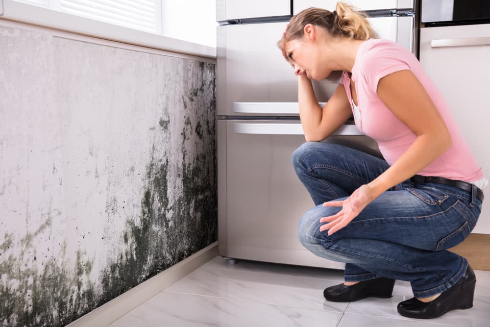 Mould vs. Mildew What to Know and How to Clean it